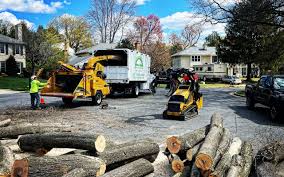 Best Emergency Tree Removal  in Chester Gap, VA