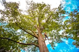 Best Stump Grinding and Removal  in Chester Gap, VA