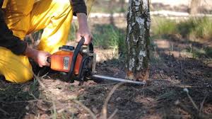 Best Fruit Tree Pruning  in Chester Gap, VA