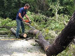 Best Tree and Shrub Care  in Chester Gap, VA