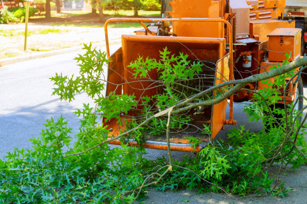 Grass Overseeding in Chester Gap, VA