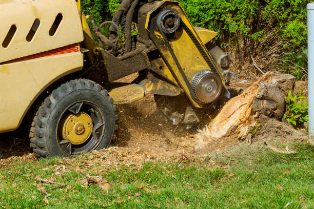 How Our Tree Care Process Works  in  Chester Gap, VA