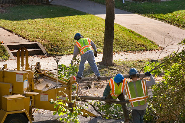 Best Storm Damage Tree Cleanup  in Chester Gap, VA